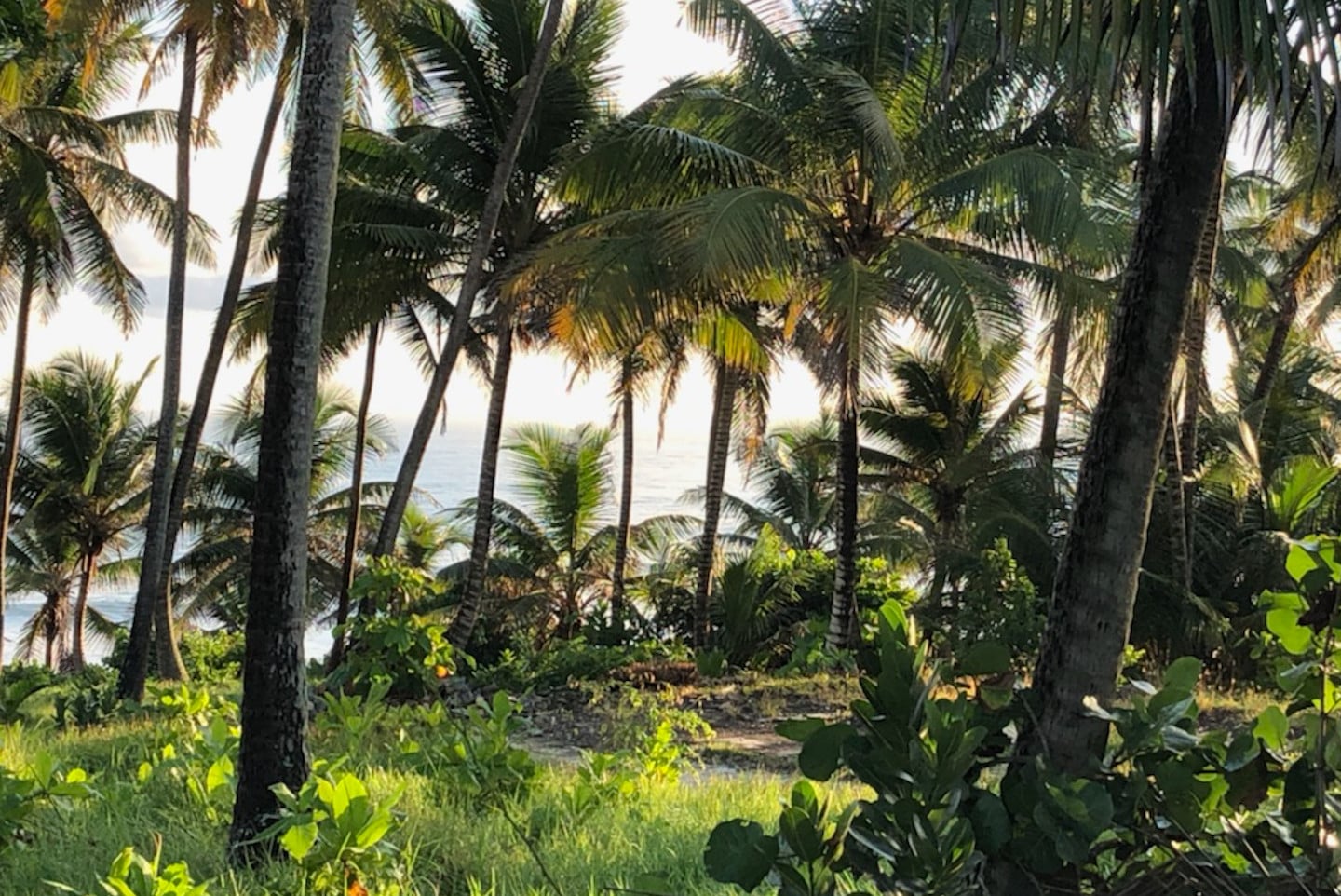 Una vez un muy conocido restaurante, este bosque de palmas mira al mar Atlantico.